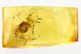 Curled Fossil Millipede (Diplopoda) in Baltic Amber #346394-1